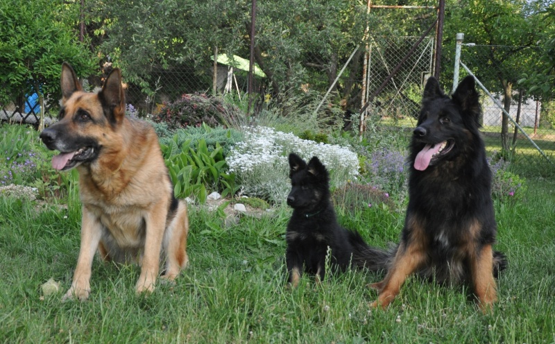 nase trojka 1