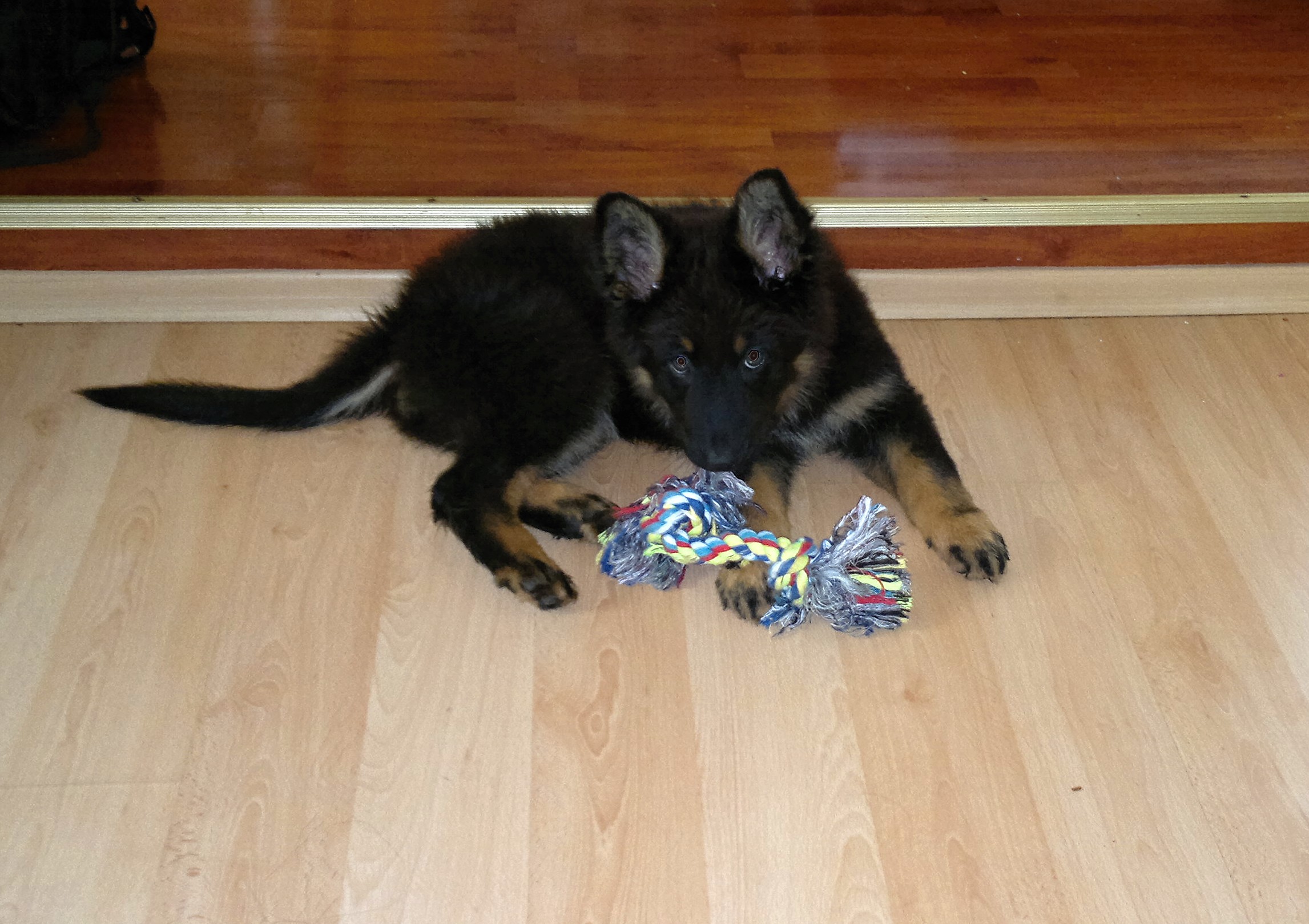 Česi 10 tyden